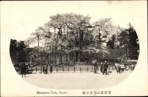 PC Kyoto Prefecture Kyoto Japan, Maruyama Park