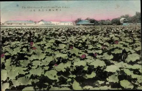 Ak Asakusa Tokyo Tokio Japan, Lotusblumenfeld, Shinobazar Pond, historische Gebäude im Hinterg...