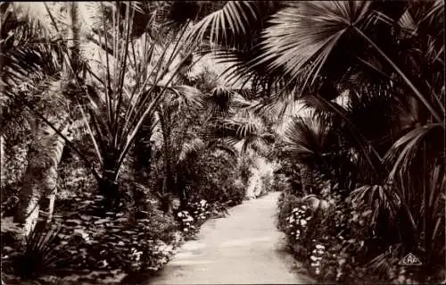 Ak Biskra Algerien, Palmen, Gartenweg, Pflanzen, Schwarz-Weiß-Foto