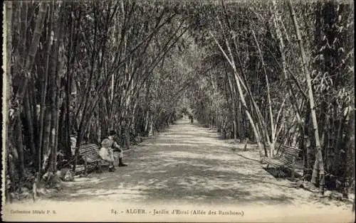 Ak Algier Alger Algerien, Jardin d'Essai, Allee des Bambous, Bäume, Weg, Sitzbänke