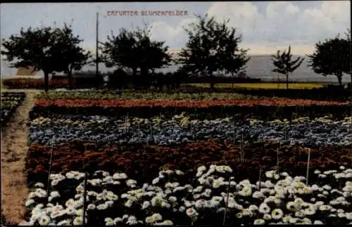 Ak Erfurt in Thüringen, Blumenfelder