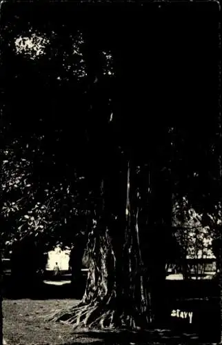 CPA Antananarivo Tananarive Madagascar, L'arbre Multipliant