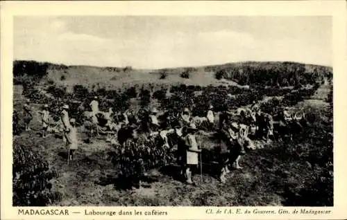 Ak Madagaskar Madagascar, Landwirtschaft, Arbeit in Kaffeefeldern, Gruppen von Menschen