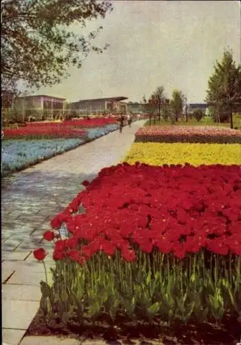 Ak Erfurt, Internationale Gartenbauausstellung, Blumen