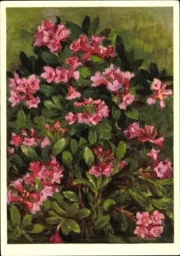 Künstler Ak Behaarte Alpenrose, Rhododendron