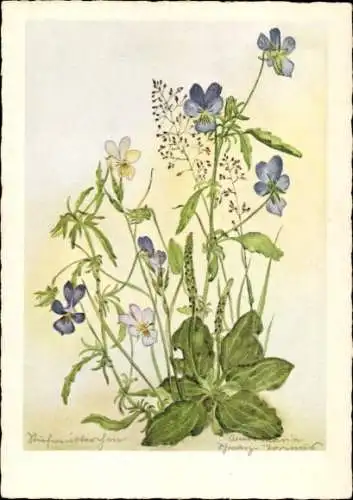 Künstler Ak Stiefmütterchen, Blumen