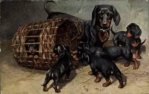 Künstler Ak Dackelmutter mit Welpen