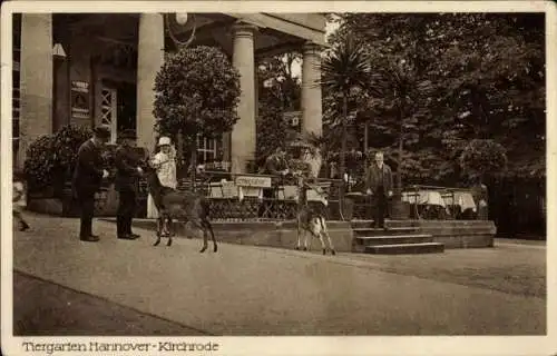 Ak Kirchrode Hannover in Niedersachsen, Tiergarten, Rotwild, Terrasse