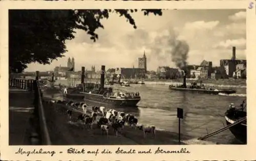 Ak Magdeburg an der Elbe, Blick auf die Stadt und Stromelbe, Dampfer, Herde Kühe