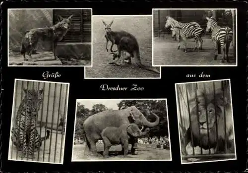 Ak Zoologischer Garten in Dresden, Löwe, Zebras, Elefanten