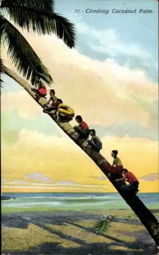 Ak Jungen klettern auf eine Kokosnusspalme, Ceylon