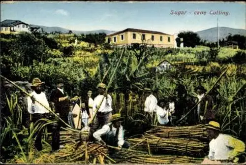 Ak Sugarcane cutting, Zuckerrohrernte, Feldarbeit
