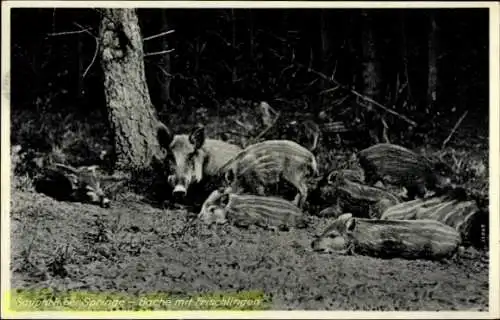 Ak Saupark bei Springe an der Deisterpforte, Bache mit Frischlingen,Wildschweine