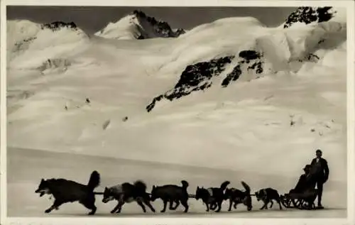 Ak Jungfraujoch, Polarhunde auf dem Aletschgletscher
