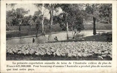 Ak Australien, Schafe