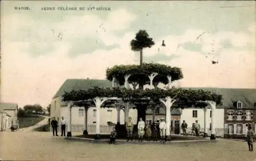 Ak Mâcon Saône-et-Loire, Bekannter Baum aus dem 15. Jahrhundert, Menschen versammeln sich.