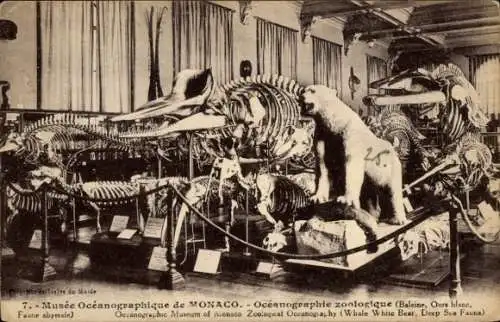 Ak Monaco, Ozeanografisches Museum, Wal, Eisbär, Tiefsee-Tiere