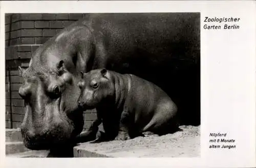 Ak Berlin Tiergarten, Nilpferd mit 8 Monaten altem Jungen, zoologischer Garten Berlin