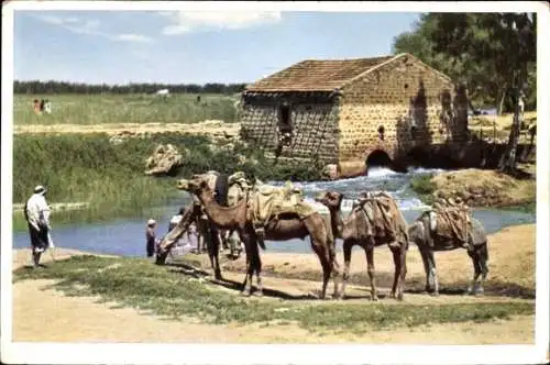 Ak Israel, Mühle am Nahr el Audscha, Mill at the Nahr el Auja, Kamele
