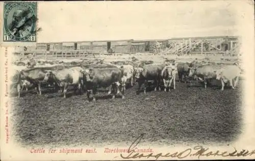 PC Cattle for shipment east, Northwest Canada