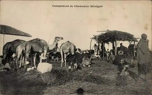 Ak Senegal, Kamele, Lager, Chameaux