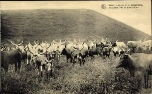 Ak Rinder in Afrika