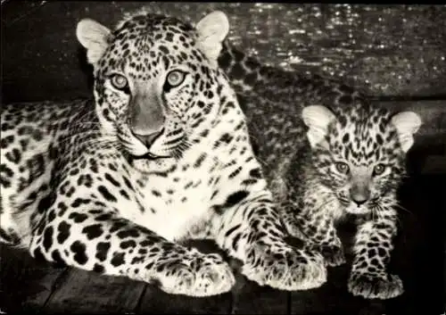 Ak Leipzig, Chinesischer Leopard, Leopard mit Jungem, Leipziger Zoo