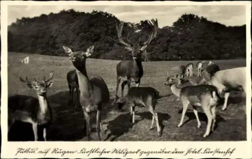 Ak Putbus auf der Insel Rügen, Hirschpark, verschiedene Reh- und Hirscharten, Hotel Fürstenhof