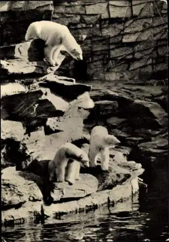 Ak Berlin Lichtenberg Friedrichsfelde, Tierpark Berlin, Eisbären
