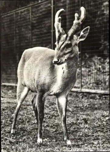 Ak Muntjak im Tierpark Berlin