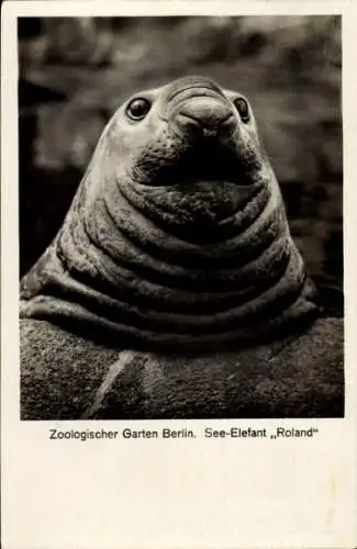 Ak Zoologischer Garten Berlin, See-Elefant Roland