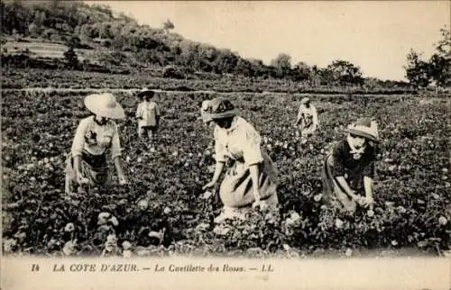 Ak Cote d'Azur, Frauen pflücken Blumen