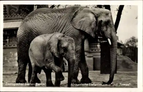 Ak Berlin, Zoologischer Garten, Afrikanische Elefanten Lindi und Tempo