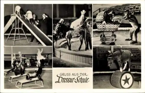 Ak Hamburg Stellingen, Carl Hagenbecks Tierpark, Dressurschule, Affe im Kinderwagen, Esel, Robben