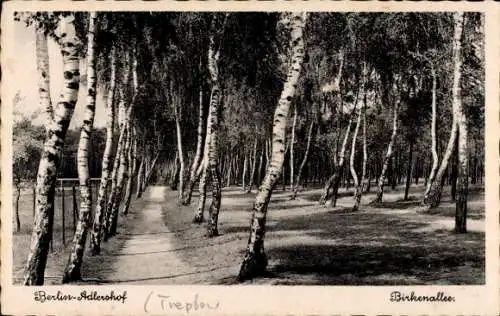 Ak Berlin Treptow Adlershof, Birkenallee