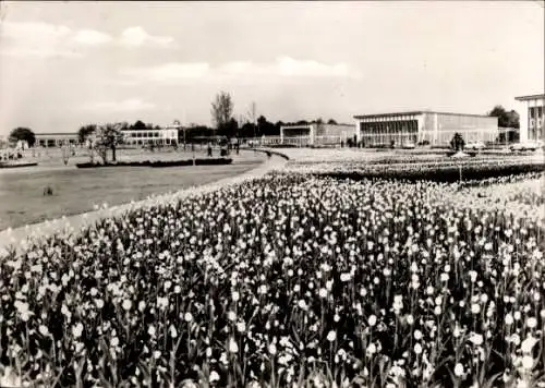 Ak Erfurt in Thüringen, iga 1961, großes Blumenbeet