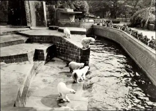 Ak Hansestadt Rostock, Eisbären im Zoo, Eisbärenanlage, Tiergehege, Wasser, Zuschauer