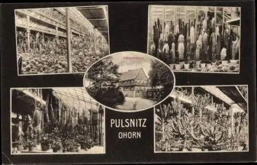 Ak Pulsnitz Ohorn, Kakteen-Gewächshäuser, Gärtnerhaus