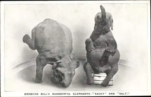 Ak Zirkus, Broncho Bills Wonderful Elephants Salty and Saucy