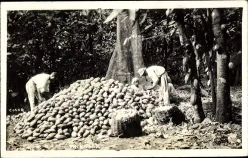 Foto Ak Trinidad, Kakao-Ernte