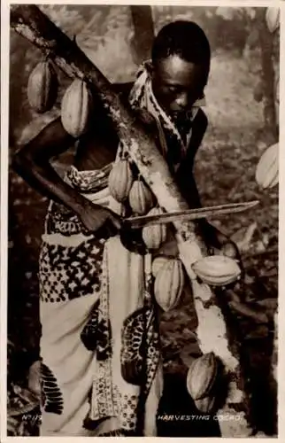 CPA Afrika, Harvesting Cacao