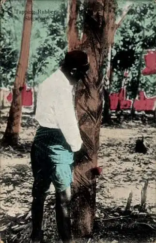 PC Singapore Singapore, Tapping Rubber