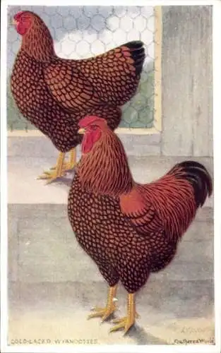 Künstler Ak Feathered World, Gold Laced Wyandotte