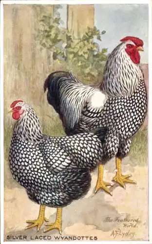 Künstler Ak Lydon, Feathered World, Silver Laced Wyandottes