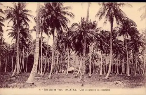 Ak Raiatea Ozeanien, Kokosnussplantage