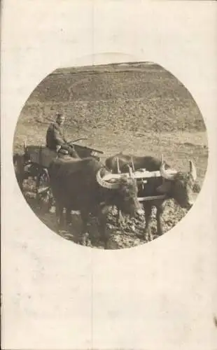Ak Mazedonien, Bauer, Ochsenkarren