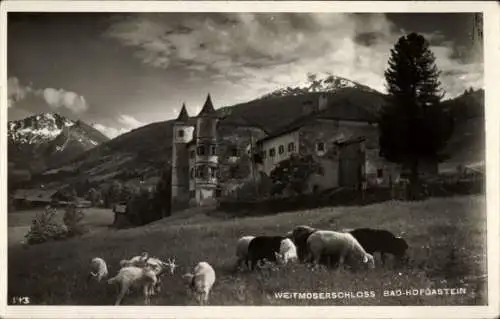 Ak Bad Hofgastein in Salzburg, Weitmoserschloss, Berglandschaft, Tiere auf der Wiese,  Architektu