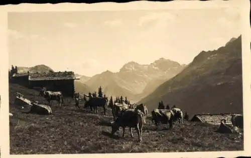 Ak Davos Kanton Graubünden, Kühe auf der Alp, Berglandschaft, Hütten, Naturaufnahme