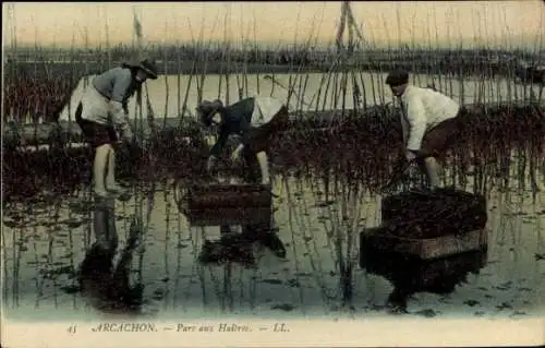 Ak Arcachon Gironde, Drei Personen sammeln Muscheln, Wasserlandschaft, Kisten, traditionelle Arbe