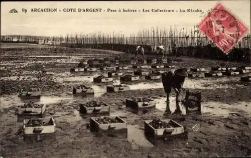 Ak Arcachon Gironde, Parc à huitres, Muschelzüchter, Ernte, Kisten, Küstenlandschaft